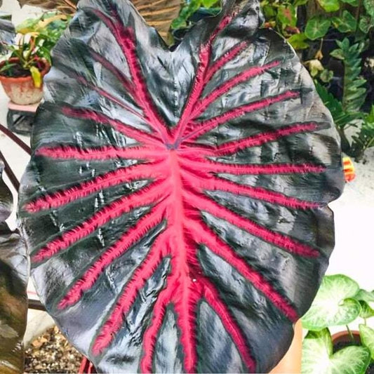Colocasia BLACK LAVA-2