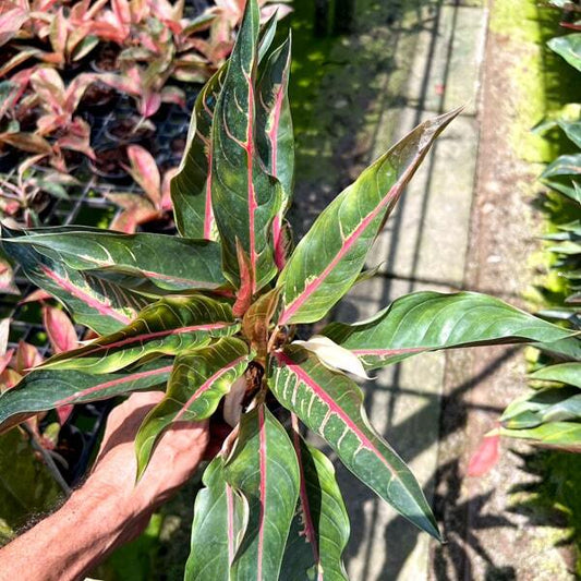 Aglaonema BLACK MARGARET