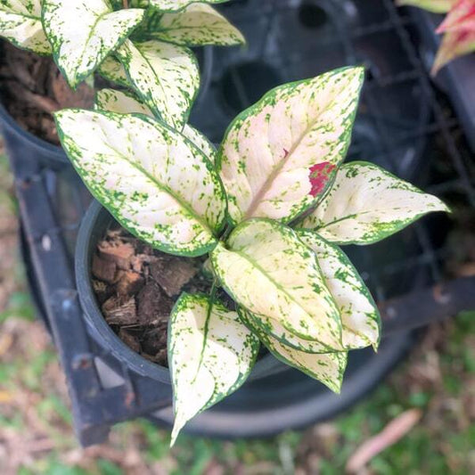 Aglaonema BLACK MAROON VAR