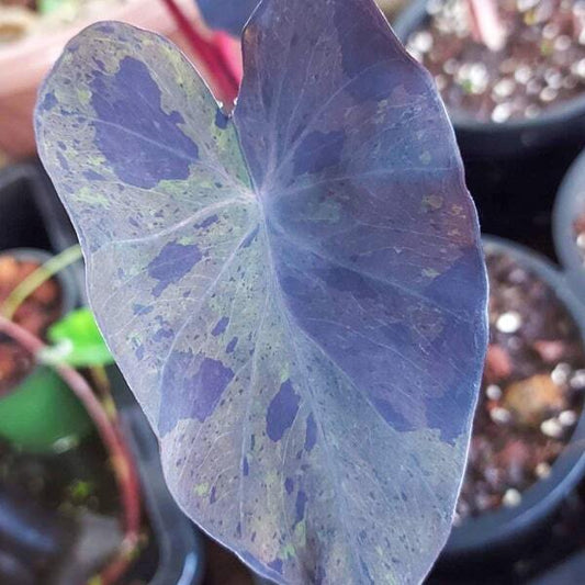 Colocasia BLACK MERLE