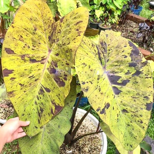 Colocasia BLACK NAPE