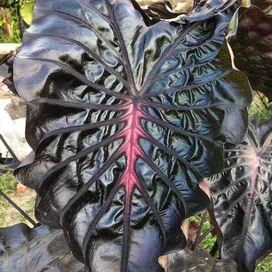 Colocasia BLACK PRINCESS