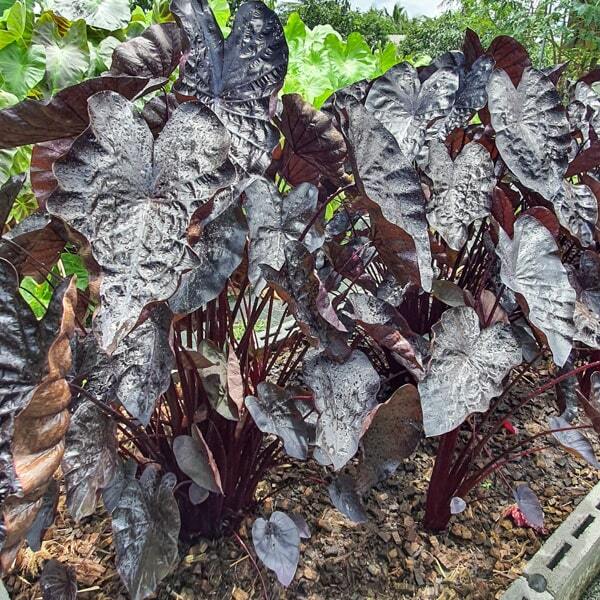 Colocasia BLACK RIPPLE