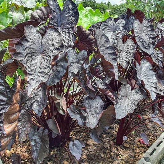 Colocasia BLACK RIPPLE