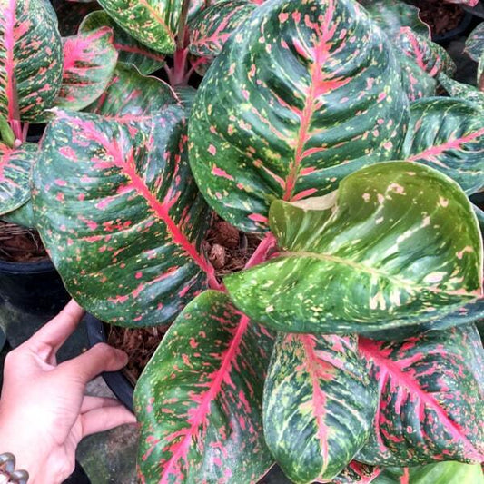 Aglaonema SOMBAT SIAM BLACK