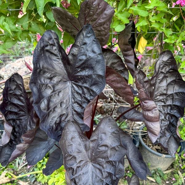 Colocasia BLACK SAPPHIRE