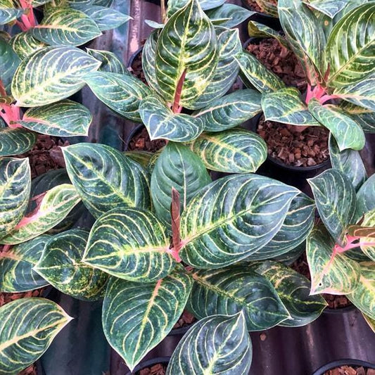 Aglaonema BLACK SIAM PERFECT