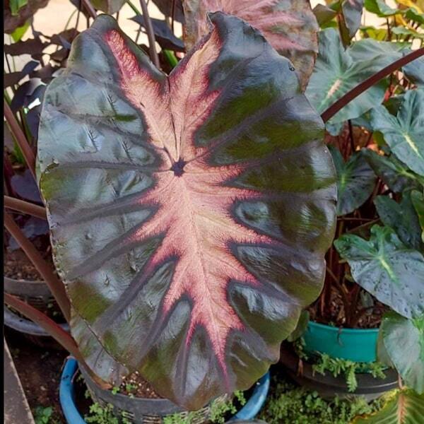 Colocasia BLACK SUN