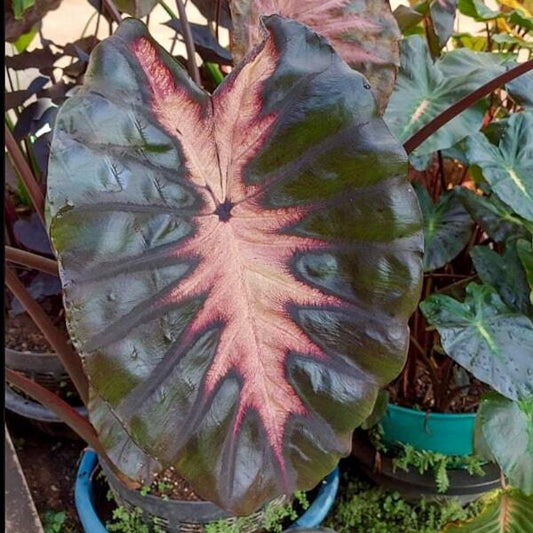 Colocasia BLACK SUN
