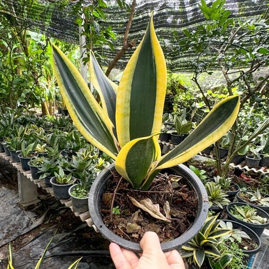 Sansevieria BLACK SUPERBA