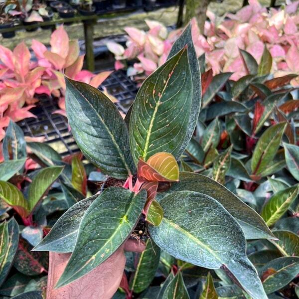 Aglaonema BLACK TIARA