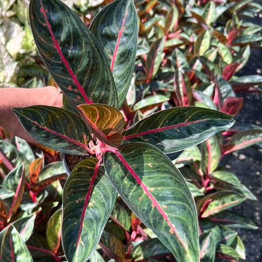 Aglaonema BLACK WIDURI