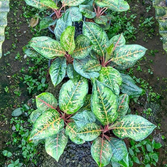 Aglaonema BLACK KARAT