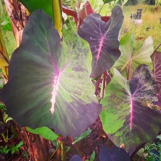 Colocasia BLOOD FALLEN