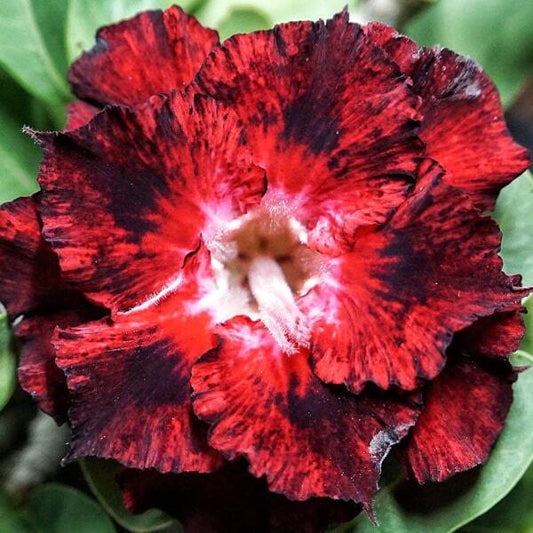 Adenium obesum BLUE HK