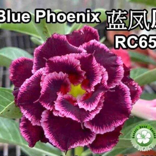 Adenium obesum BLUE PHOENIX