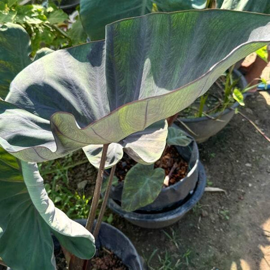 Colocasia BLUE SUBMARINE