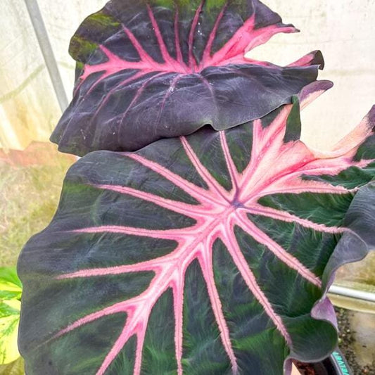 Colocasia BLUE VELVET