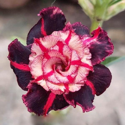 Adenium obesum BLUBERRY JAM