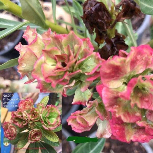 Adenium obesum BOGOTA MUTATION