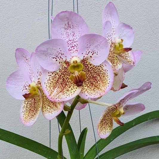 Vanda orchid V BOONSERM BEAUTY