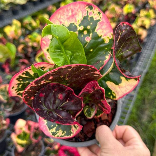 Croton BOR PLOY