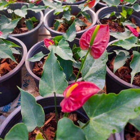 Anthurium andraeanum BORA BORA