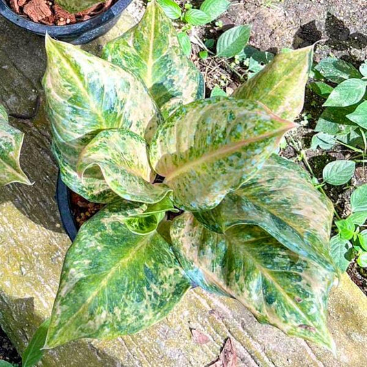 Aglaonema BOY SCOUT