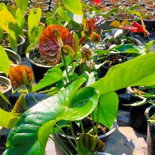 Anthurium andraeanum BROWN
