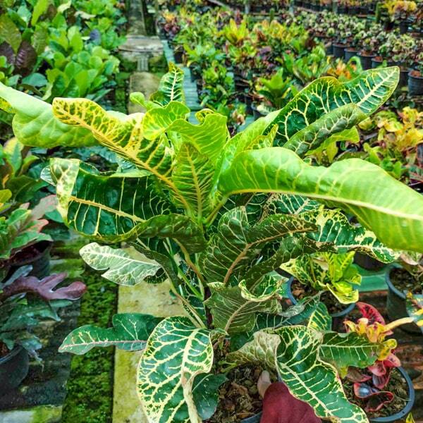 Croton BUA KHAO