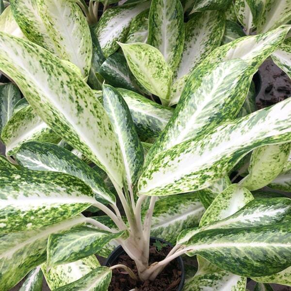 Aglaonema BANLANG KEAW