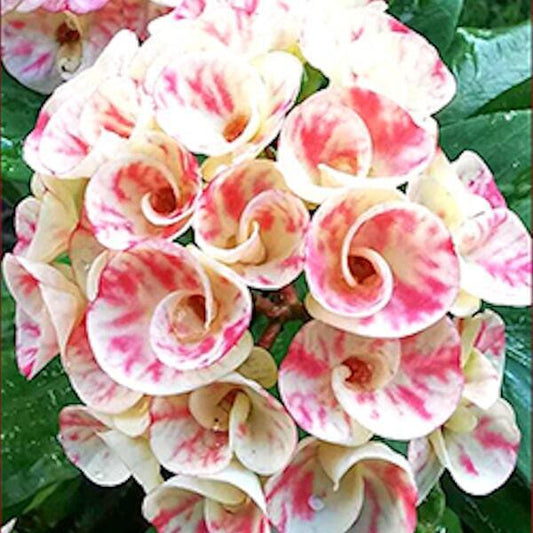 Euphorbia Milii BUPPA THANATHORN