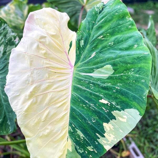 Colocasia BURAPHA SAPPHIRE
