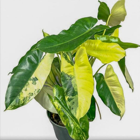 Philodendron BURLE MARX VAR