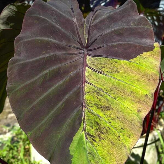 Colocasia BUSHIDO