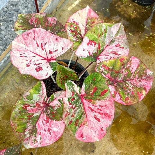 Caladium BUTSARIN
