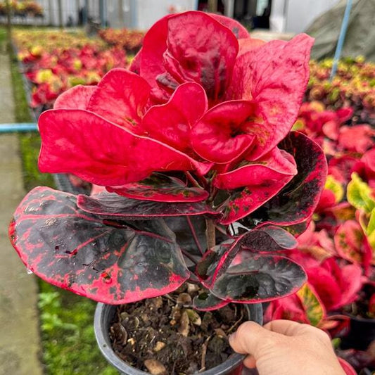 Croton BUTSARIN