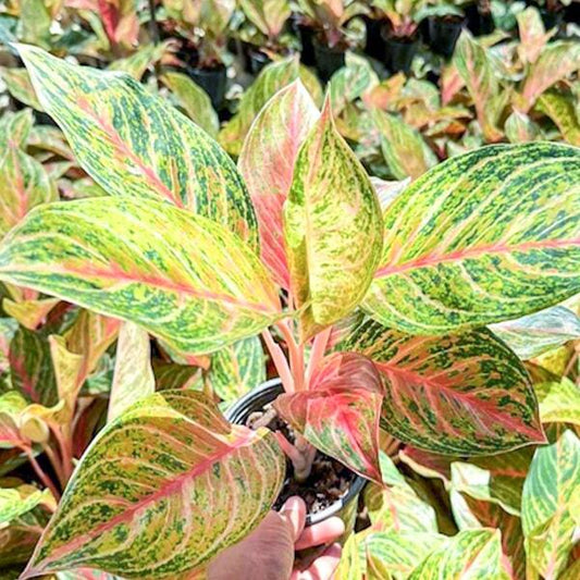 Aglaonema BUTTERFLY BAILAM