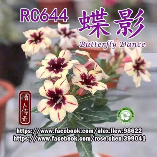 Adenium obesum BUTTEFLY DANCE
