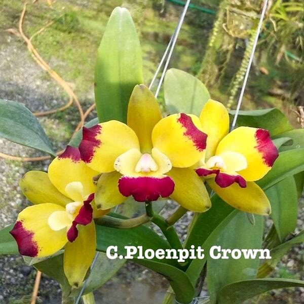 Cattleya orchid C. PLOENPIT CROWN