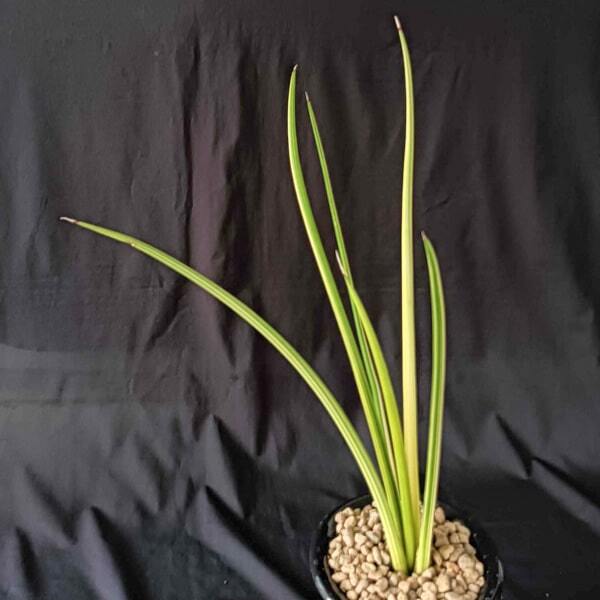 Sansevieria CANARICULATA DWARF VAR