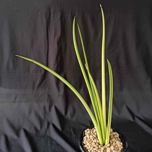 Sansevieria CANARICULATA DWARF VAR