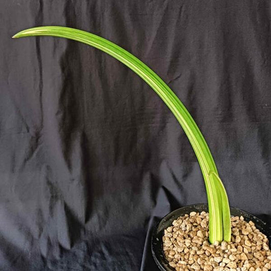 Sansevieria CANARICULATA VAR