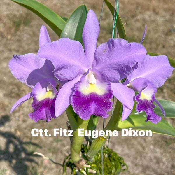 Cycatonia orchid CCT. FITZ EUGENE DIXON