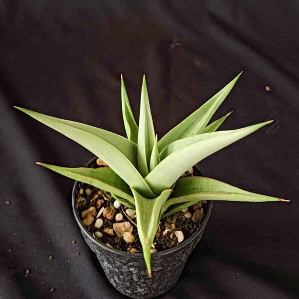 Sansevieria CHANIN VAR