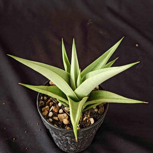 Sansevieria CHANIN VAR