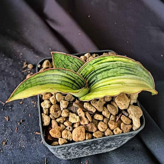 Sansevieria CLEOPATRA VAR