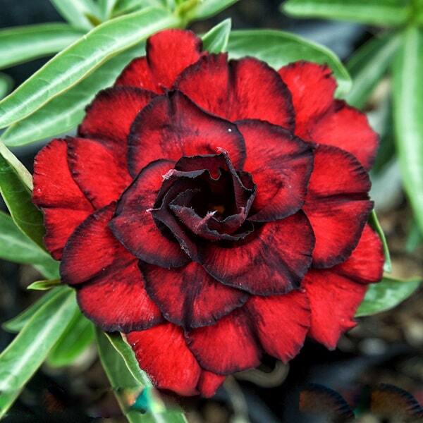 Adenium obesum SIAM 19-010