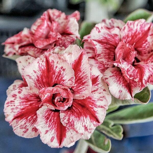 Adenium obesum SIAM 381