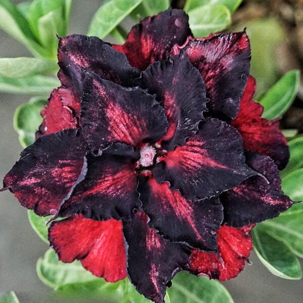 Adenium obesum SIAM 7606